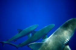 Three Deep. I shot these Galapagos sharks from the (relat... by Mathew Cook 